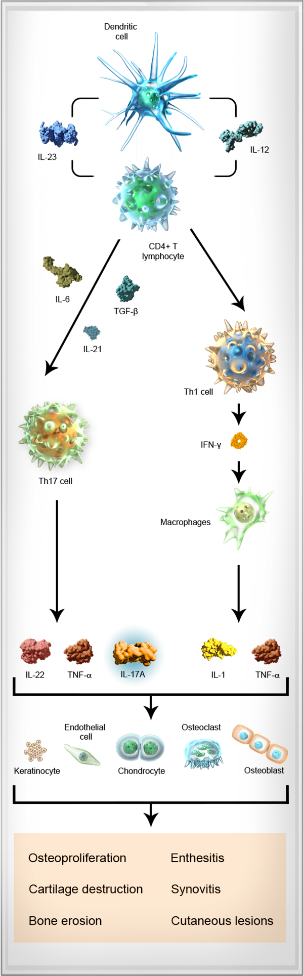 Cells in Pathogenesis of SpA